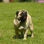 mops�k.cz - foto